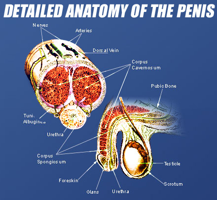 Penis Anatomy